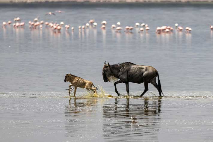 4-Day Serengeti & Ngorongoro